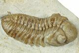 Paciphacops Trilobite Fossil - Black Cat Mountain, Oklahoma #232232-2